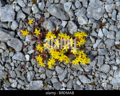 Fleurs jaunes sur e stony beach. Banque D'Images