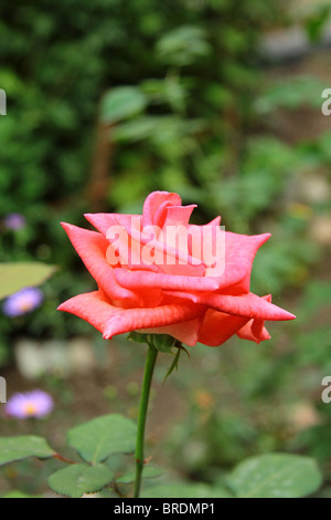 Big Pink rose sur un fond vert floue Banque D'Images