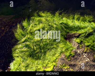 Les herbiers sur une falaise dans la mer Baltique Banque D'Images