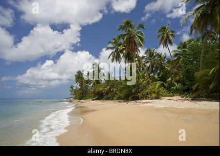 Surf, vagues, mousse sur un plage déserte, Vieques, Puerto Rico Banque D'Images