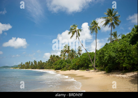 Surf, vagues, mousse sur un plage déserte, Vieques, Puerto Rico Banque D'Images