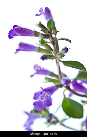 Rock alpin fleurs de thym (Acinos alpinus) contre un arrière-plan uni, blanc Banque D'Images