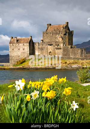 Les jonquilles au château Eilean Donan, Loch Duich, Highlands, Scotland, UK Banque D'Images