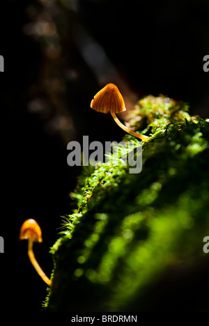 Champignons vénéneux de macro Banque D'Images