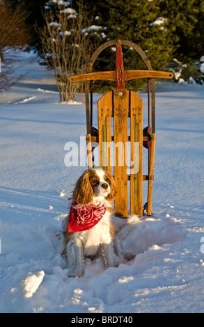 Gros plan animal mignon, cavalier King Charles chien d'Espagne dans la neige un traîneau en bois d'époque, New Jersey, États-Unis, Winter Scenes jardin neige animaux de Noël pt Banque D'Images