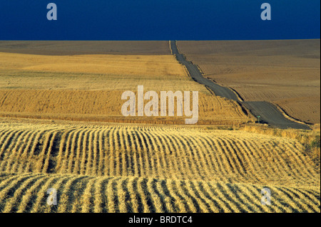 Route de terre qui traverse les champs de blé récoltés au coucher du soleil avant l'orage l'État de Washington USA Banque D'Images
