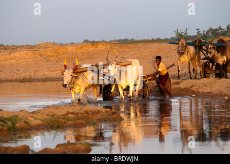 Charrette transportant le sable de la rivière à Sevelimedu près de Kanchipuram, Tamil Nadu, Inde. Banque D'Images