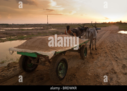 Charrette transportant le sable de la rivière à Sevelimedu près de Kanchipuram, Tamil Nadu, Inde. Banque D'Images