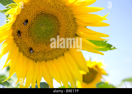 Les bourdons en tenant le nectar de tournesol jaune Banque D'Images