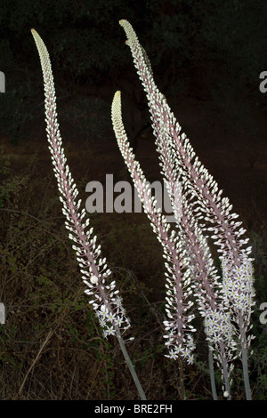 Tall white wild turkey foxtail lily maritime comme des fleurs de Crète, Grèce Banque D'Images