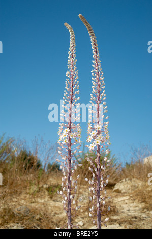 Tall white wild turkey foxtail lily maritime comme des fleurs de Crète, Grèce Banque D'Images