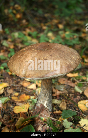 Le Guide des champignons bolets bouleau brun prise à Formby Sefton, littoral, UK Banque D'Images