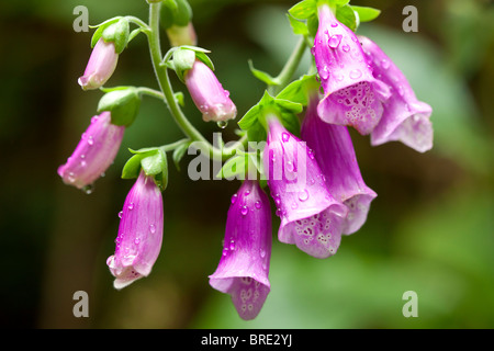 La digitale pourpre fleurs couvert de gouttes de pluie. Banque D'Images