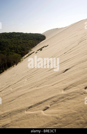 Forêt de pins à la dune du Pyla, la Dune du Pilat, plus grand d'Europe sur la côte atlantique près de Arcachon, Departement Gironde Banque D'Images