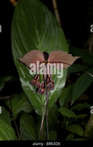 Une chauve-souris noir sauvage fleur, Tacca chantrieri, est une espèce de plantes de la famille d'ignames Dioscoreaceae. Banque D'Images