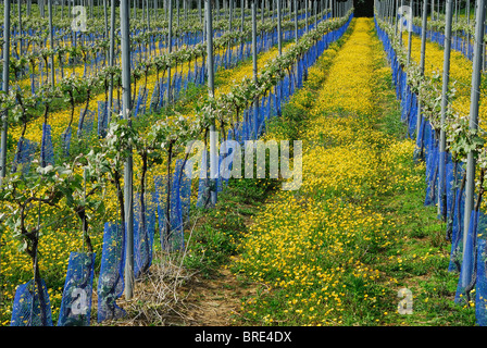 Un champ de vignes plein sud dans un vignoble du Dorset, Dorset, UK Mai 2010 Banque D'Images