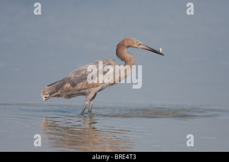 Aigrette garzette (Egretta rufescens rougeâtre) - avec des poissons juvéniles Banque D'Images