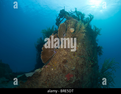 Sous l'épave du navire : Albert au large de la côte de Roatan Banque D'Images