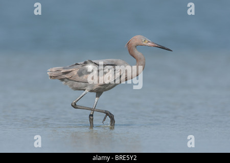 Aigrette garzette (Egretta rufescens rougeâtre) - mineur Banque D'Images