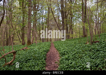 Un tapis d'ail sauvage (aka rampes) dans une forêt de Northumbrie en Angleterre. Banque D'Images