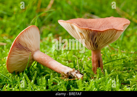 Bruant Milkcap (champignons Lactarius rufus) Banque D'Images