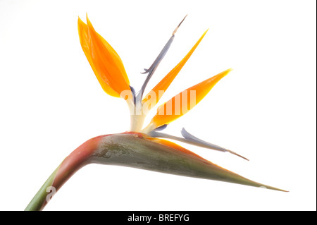 Fleur de Strelitzia reginae (grue), double-blossoms Banque D'Images