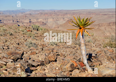 Les jeunes arbres carquois (Aloe dichotoma) à Fish River Canyon, Namibie, Afrique Banque D'Images