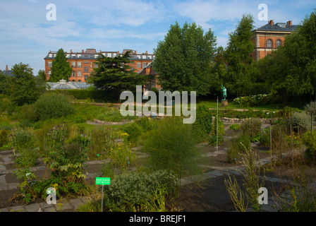 Botanisk ont le Botanical Gardens Park centre de Copenhague Danemark Europe Banque D'Images