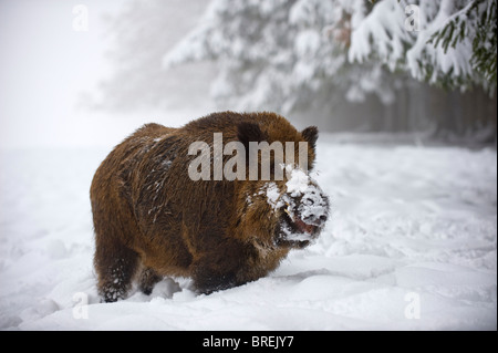 Homme sanglier (Sus scrofa), courant à travers la neige profonde lors de chutes de neige et brouillard, Jura souabe, Bade-Wurtemberg, Allemagne, Europe Banque D'Images