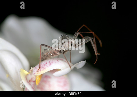 Close up of wheel bug (Arilus cristatus), ou d'assassin bug assis sur une fleur Banque D'Images