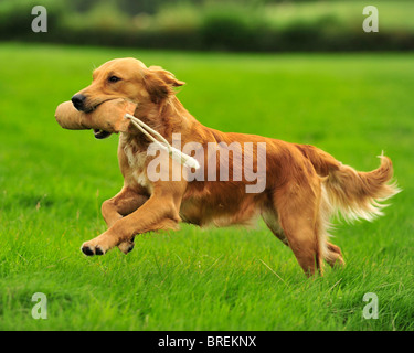 Golden retriever en formation Banque D'Images