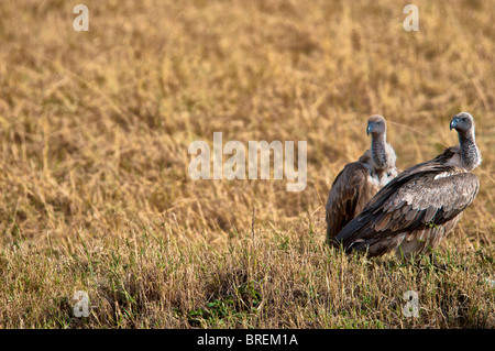 Ruppell's, vautours Gyps rueppellii, Masai Mara National Reserve, Kenya, Africa Banque D'Images