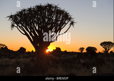 Quiver Tree (Aloe dichotoma), coucher de soleil en forêt Quiver Tree au Garas Camp près de Keetmanshoop, Namibie, Afrique Banque D'Images