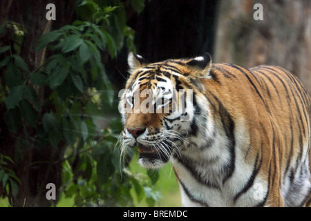 Détail tigre du Bengale au zoo Banque D'Images