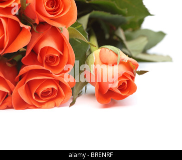 Bouquet de roses orange isolé sur fond blanc avec copyspace Banque D'Images