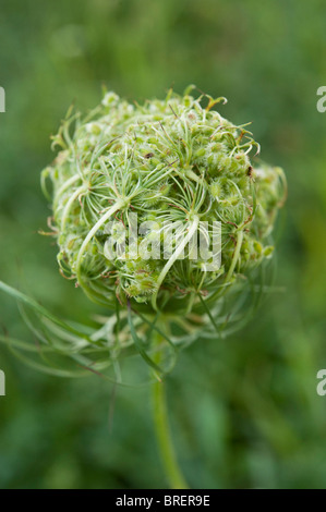 La formation de graines sur Queen Anne's Lace, ou la carotte sauvage (Daucus carota). Banque D'Images