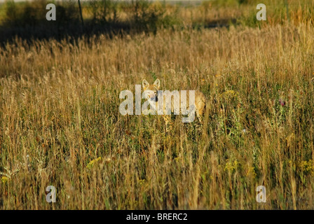 Coyote parmi les herbes folles de Las Vegas National Wildlife Refuge, NM. Banque D'Images