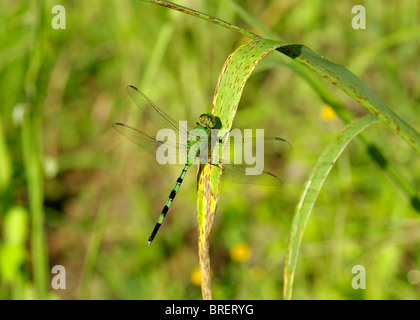 Libellule sur herbe. Banque D'Images