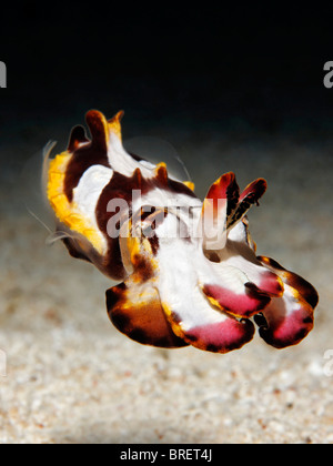 La Seiche flamboyante du Pfeffer colorés (Metasepia pfefferi) nager au-dessus le fond de sable, Gangga Island, Iles Bangka Banque D'Images