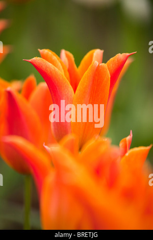 Orange Tulips, Schloss Ippenburg, Bad Essen, Germany Banque D'Images