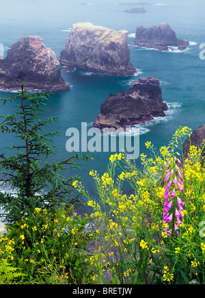 La moutarde et la digitale à Arch Rock. point de vue. Samuel H. Boardman State Scenic Corridor. Oregon Banque D'Images