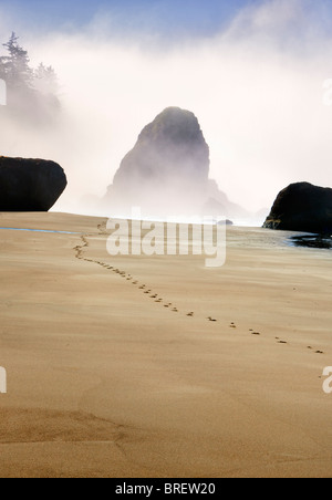 Le brouillard et les empreintes relevées sur la plage de Port Orford. Oregon Banque D'Images