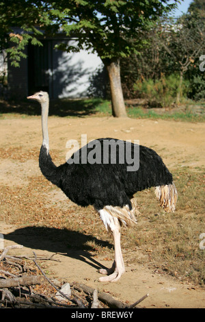 Struthio camelus ou une autruche pleine longueur portrait animal Banque D'Images