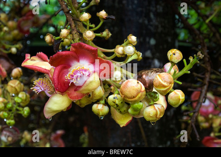 Arbre Nagalinga ; Couroupita guianensis ; Couroupita ; Cannonball Tree, arbre à feuilles persistantes ; l'État du Kerala, en Inde. Banque D'Images