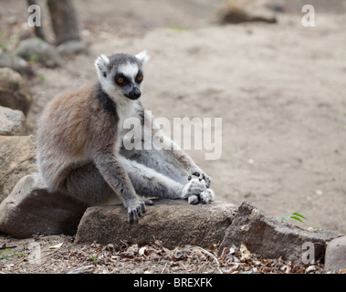 Wild ring-tailed Lemur (Lemur catta) assis sur les roches entourant un camping en Parc National d'Isalo, au sud-ouest de Madagascar. Banque D'Images