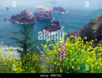 La moutarde et la digitale à Arch Rock. point de vue. Samuel H. Boardman State Scenic Corridor. Oregon Banque D'Images