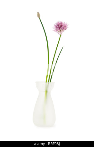 La ciboulette dans un vase blanc isolé sur fond blanc avec clipping path Banque D'Images