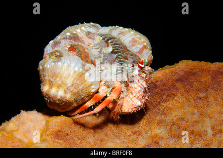 L'ermite (Dardanus sp.) avec les anémones de mer fermée sur sa coquille, rampant sur une éponge, Gangga Island, Iles Bangka Banque D'Images