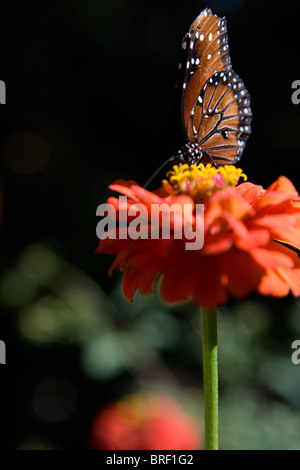 Papillon sur une fleur zinnia Banque D'Images