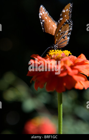 Sud-ouest des États-Unis, le monarque, boire d'une fleur de zinnia. Danus Plexippus Banque D'Images